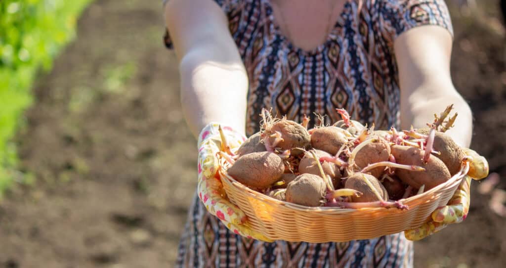 Wanneer Late Aardappelen Planten?