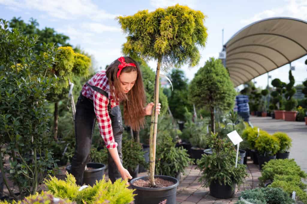 Wanneer Leibomen Planten?