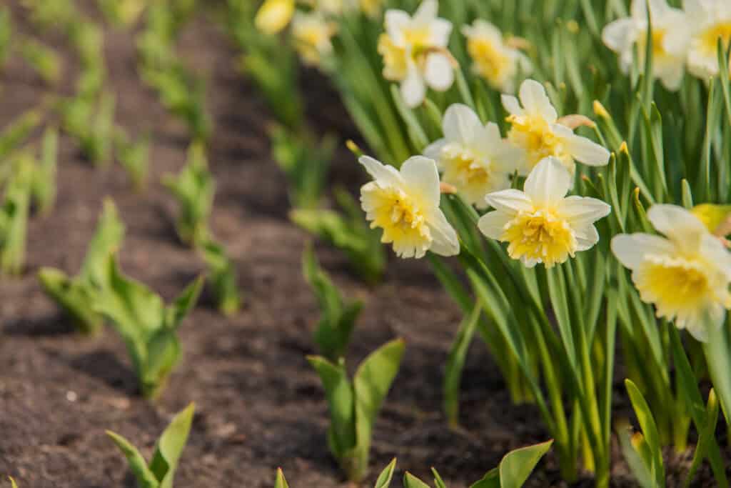 Wanneer Narcissen Planten?