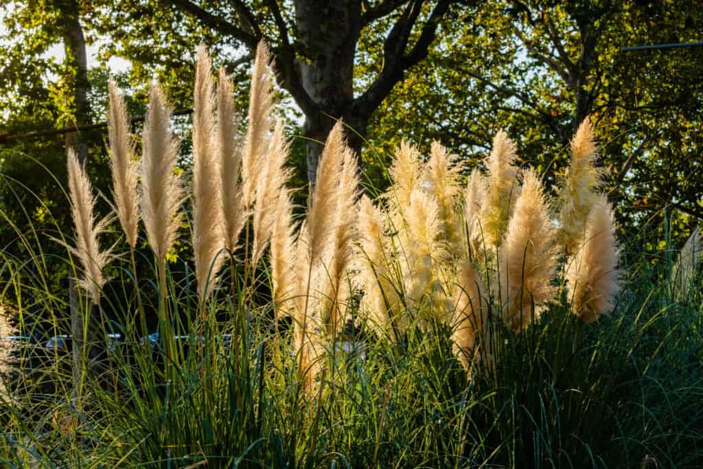 Wanneer Pampasgras Planten