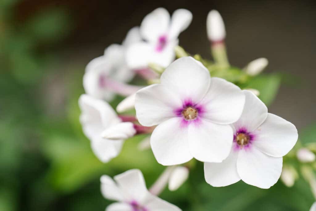 Wanneer Phlox Planten?