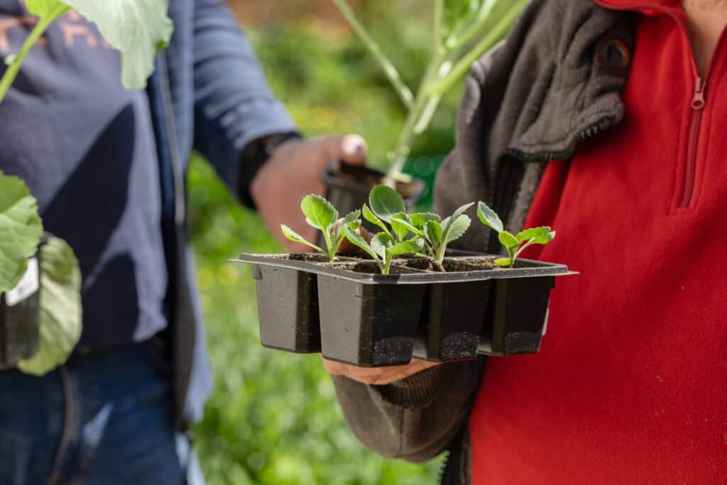 Wanneer Planten Verpotten?