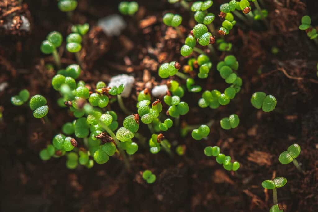 Wanneer Sedum Planten