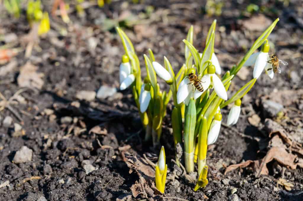 Wanneer Sneeuwklokjes Planten