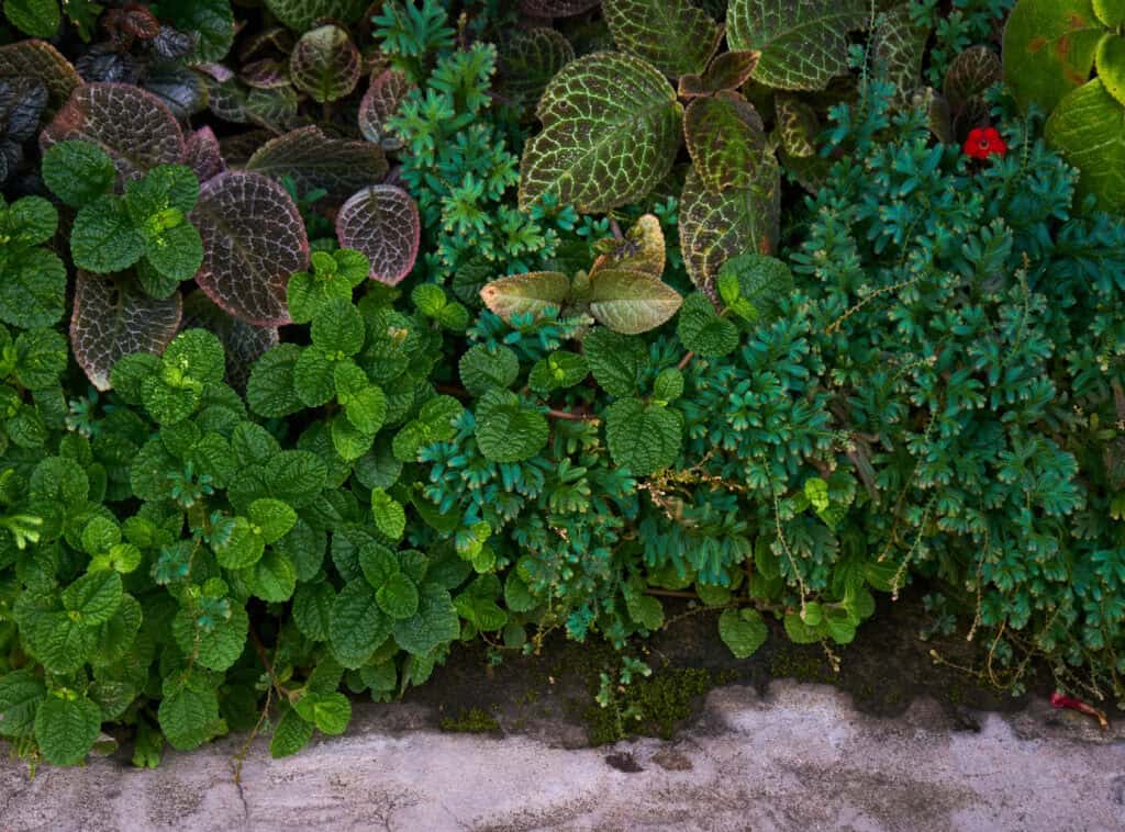 Wanneer bodembedekker planten?