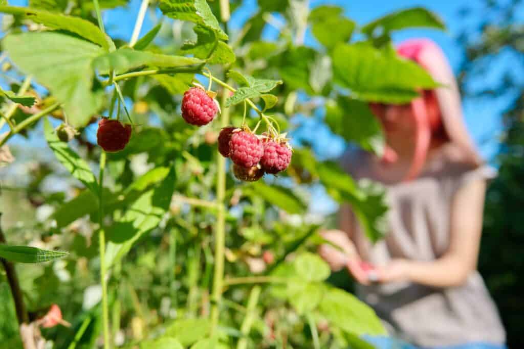 Wanneer frambozen planten