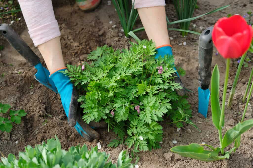 Wanneer planten in de tuin zetten