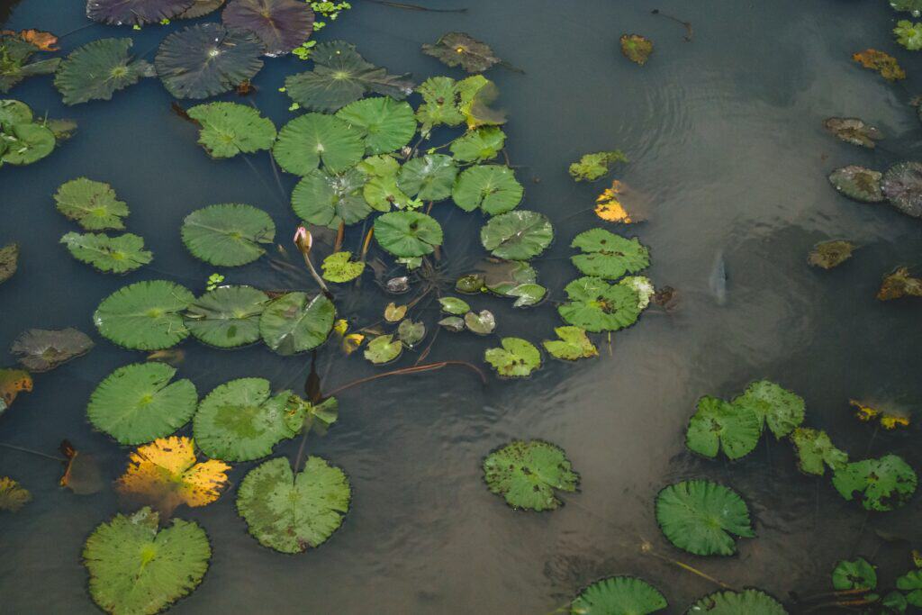 Wanneer planten water geven: ochtend of avond?