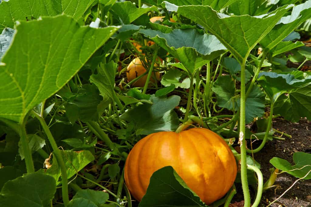 Wanneer pompoen planten in volle grond?