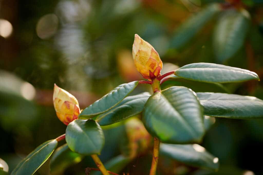 Wanneer rhododendron planten?