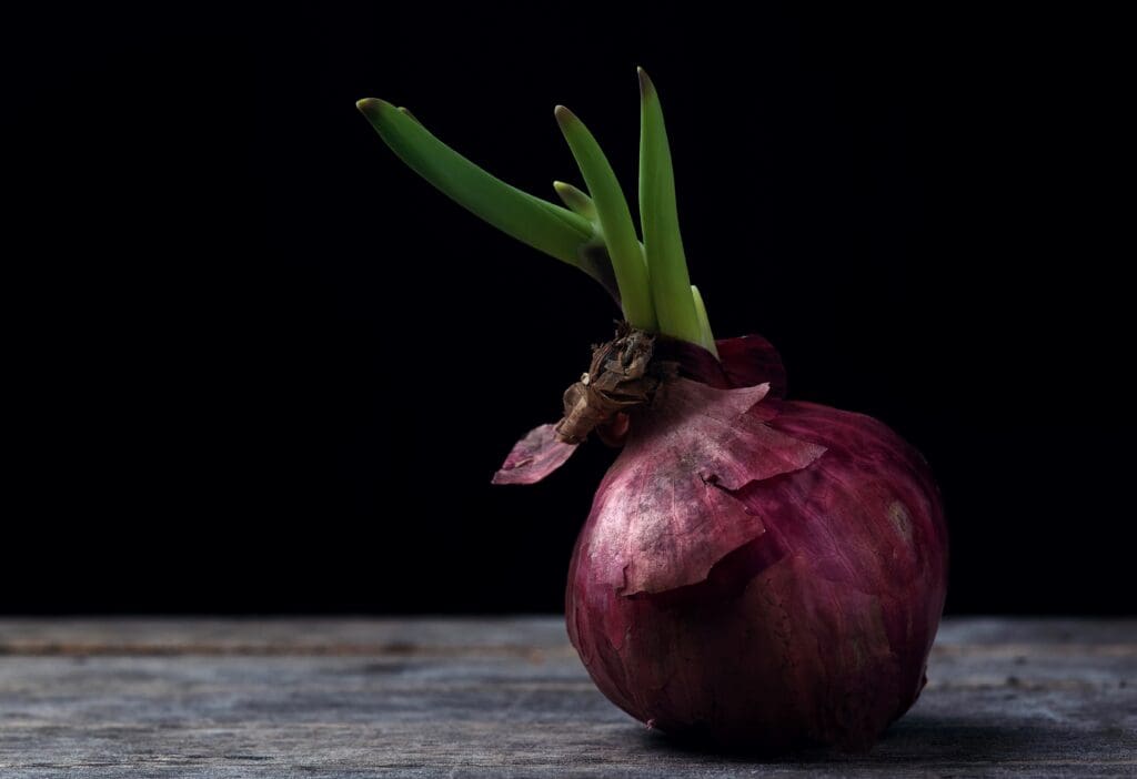 Wanneer rode uien planten?