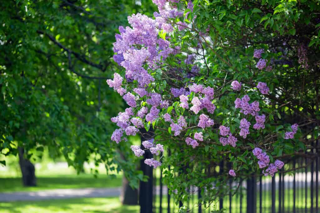 Wanneer seringenboom planten?