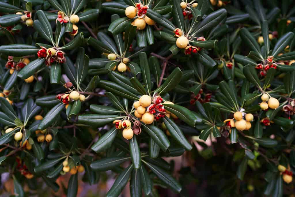 Wanneer taxus planten?