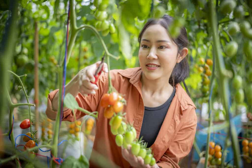 Wanneer tomaten buiten planten?