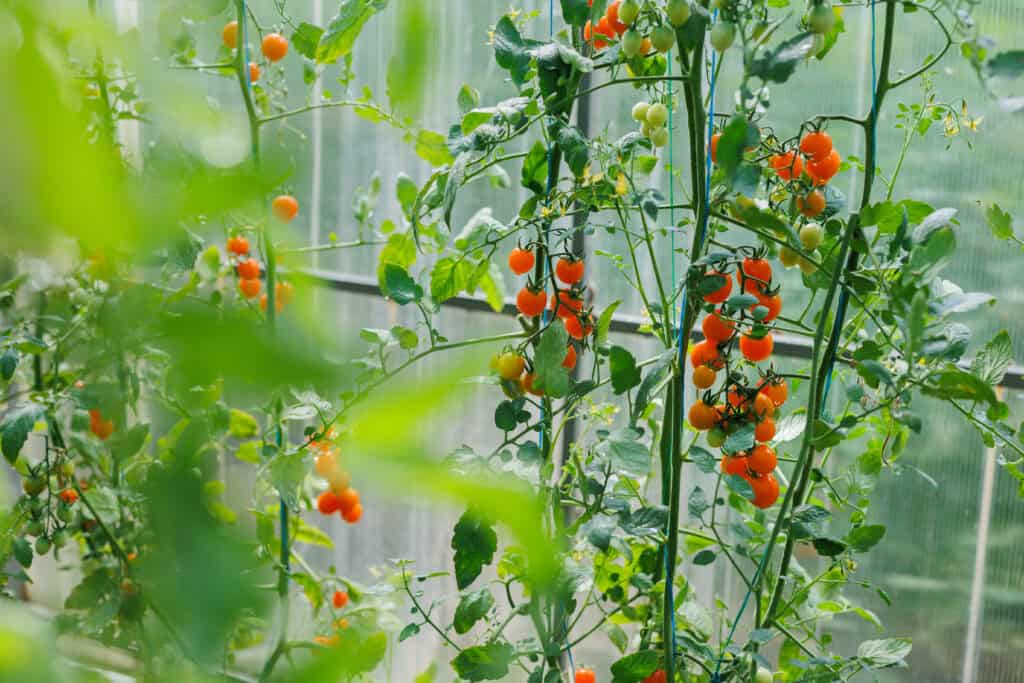 Wanneer tomaten planten in serre?