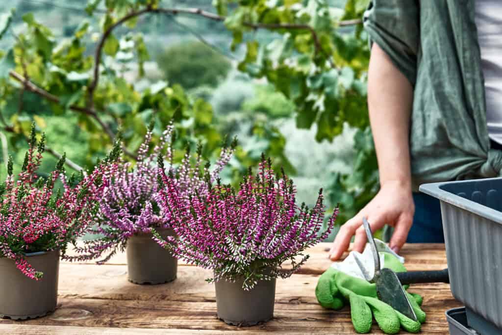 Wanneer vaste planten snoeien