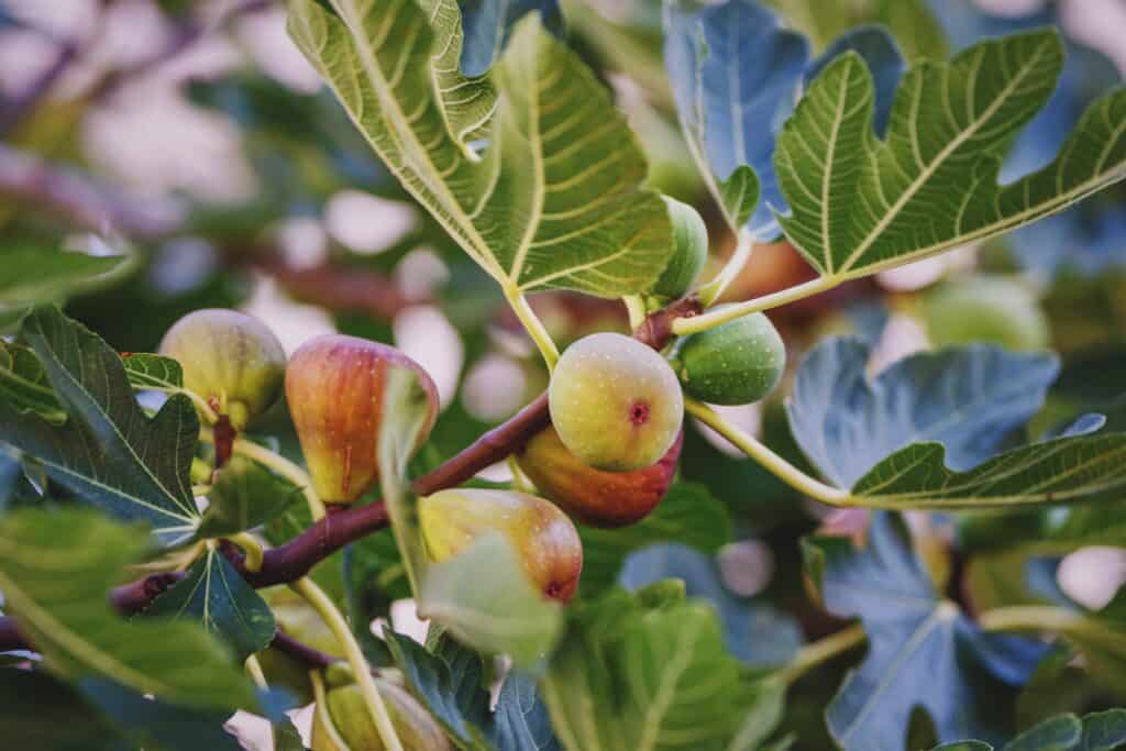 Wanneer vijgenboom planten