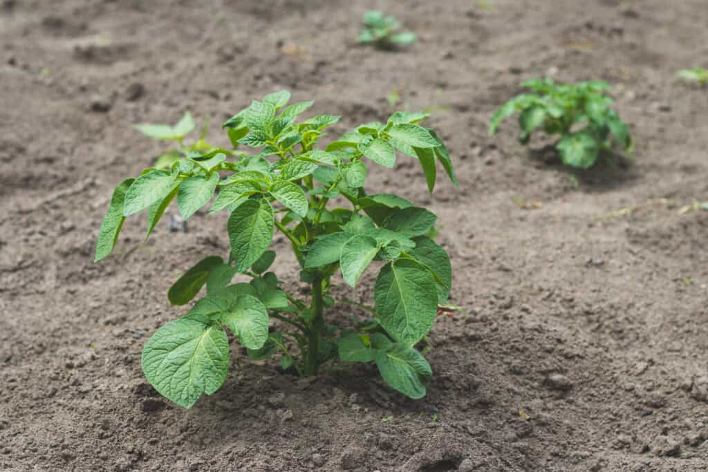 Wat naast aardappelen planten?