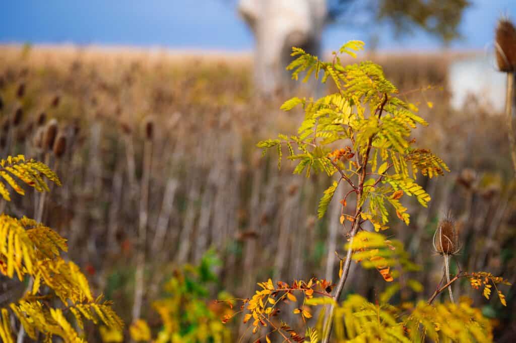 Wat planten in september?