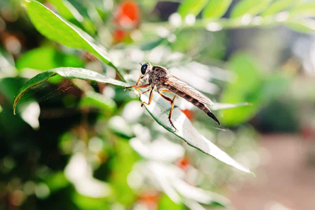 Wat te doen tegen vliegjes in plant