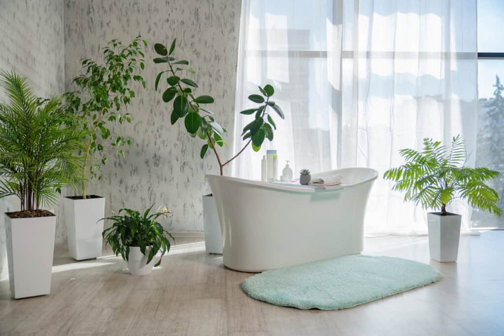 Welke Plant in Badkamer