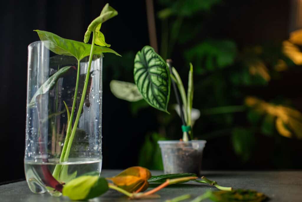 Welke Planten Stekken op Water?