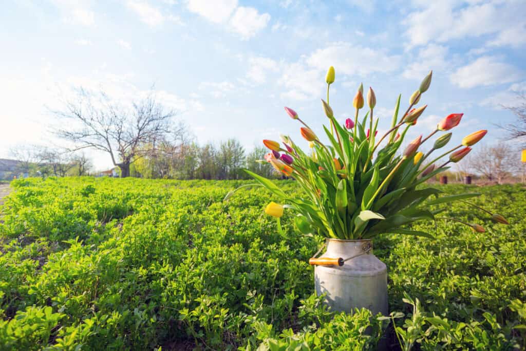 Welke bloemen planten in maart