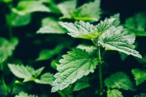 Welke plant helpt tegen brandnetels?