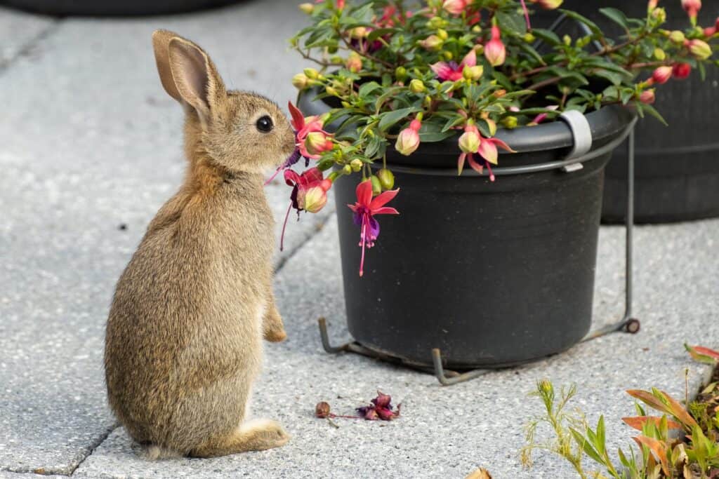 Welke planten eten konijnen niet?