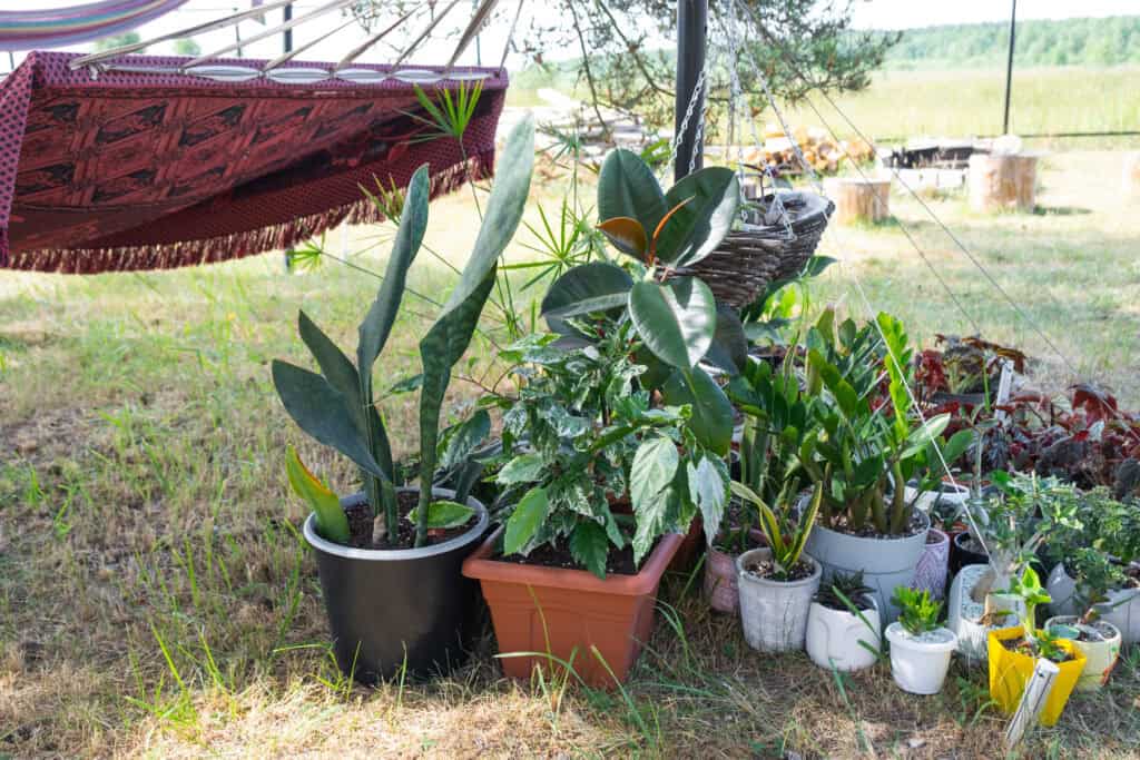 Welke planten kunnen in de schaduw?