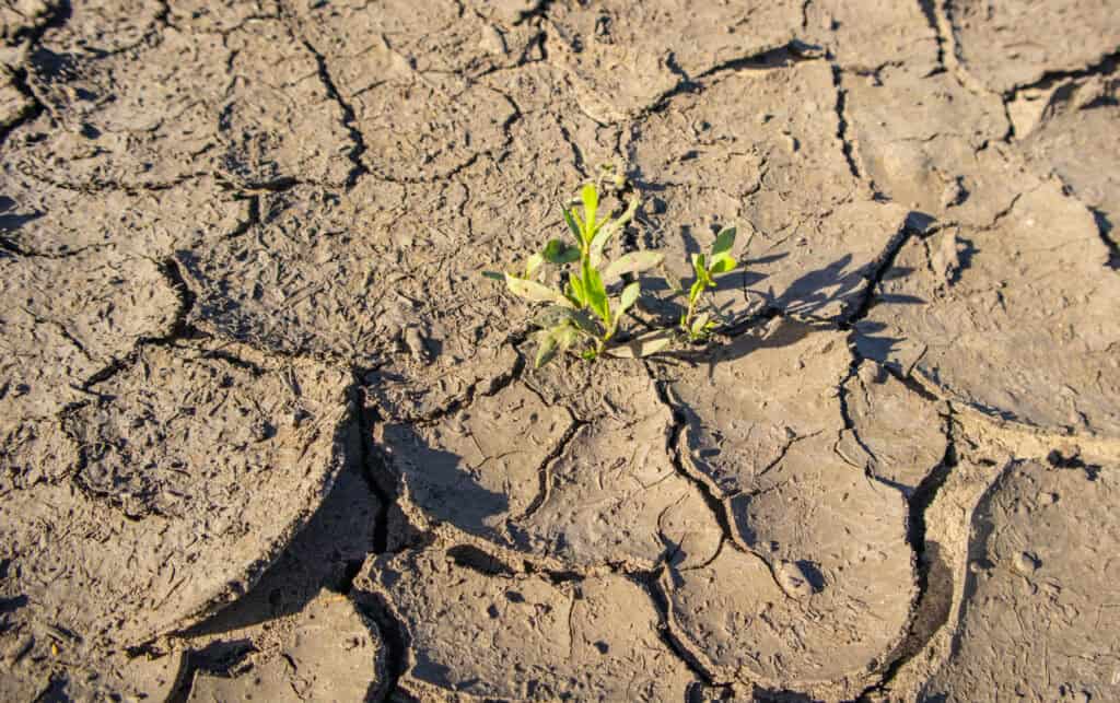 Welke planten kunnen tegen droogte