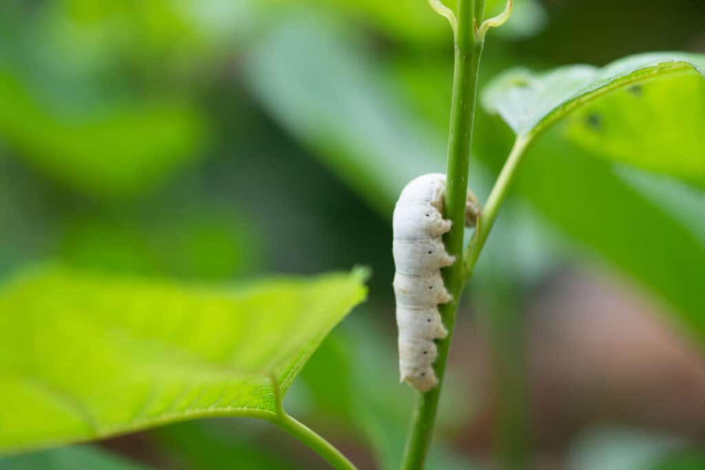 Welke planten kunnen tegen engerlingen?