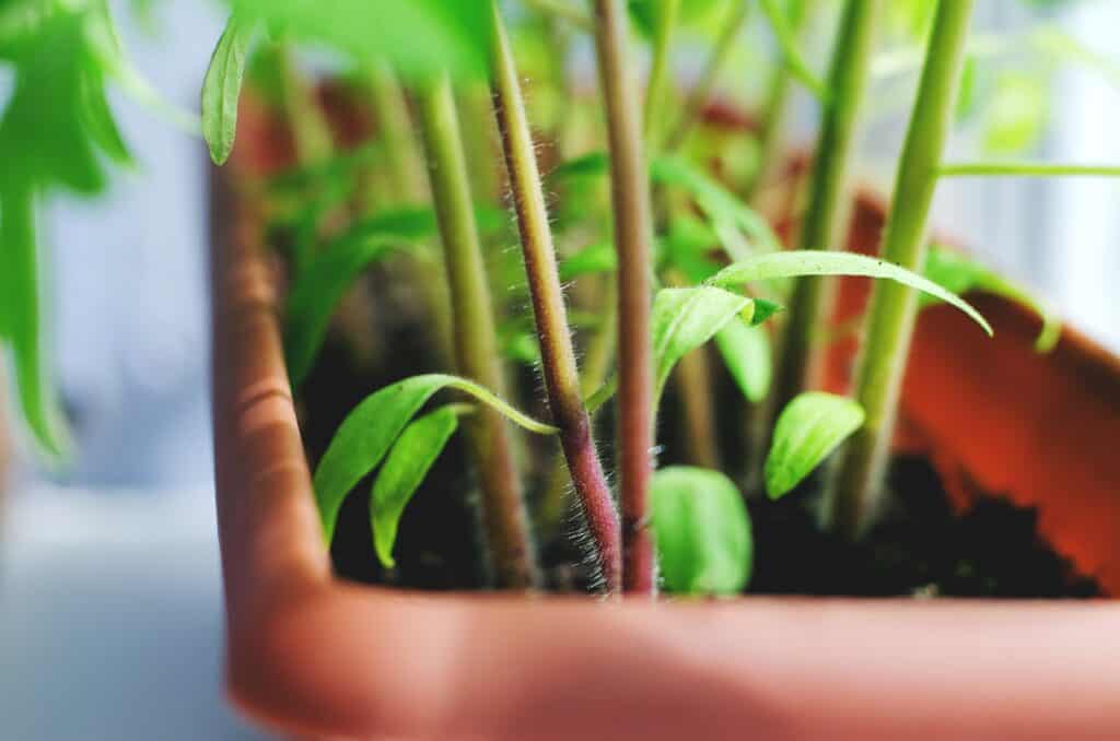 Welke planten makkelijk stekken?