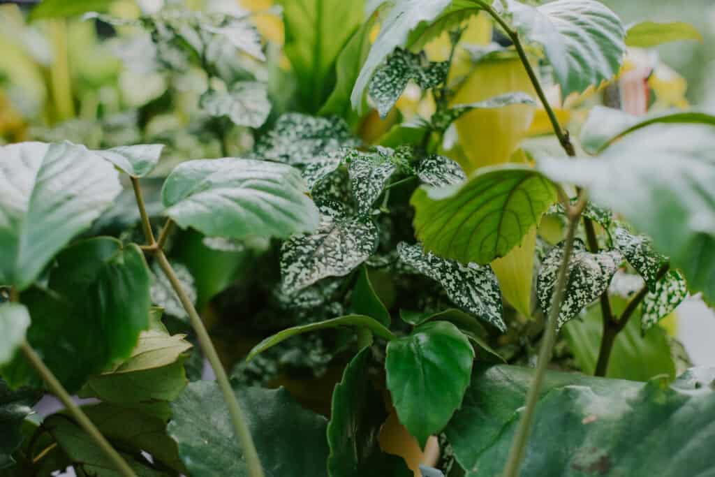 Welke planten mogen geen kalk krijgen?