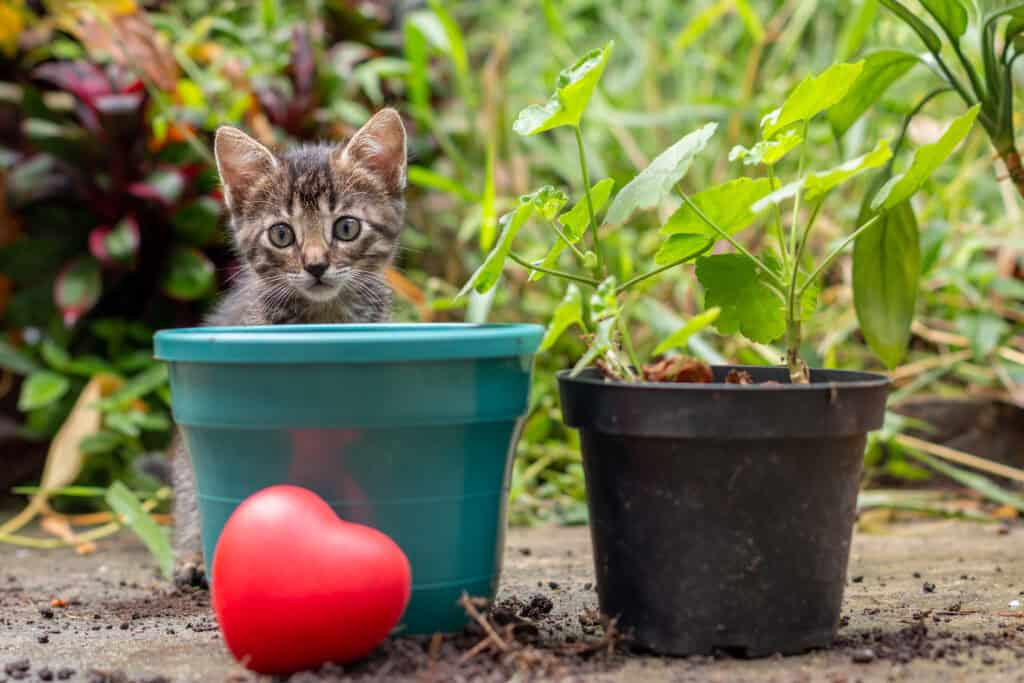 Welke planten tegen katten?