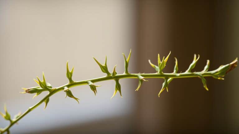 Bruine bladeren bij je kamerplant, waar komt dat vandaan