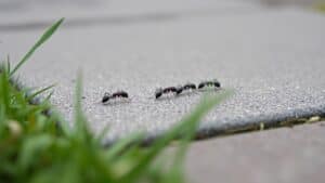 Zwarte tuinmieren lopen in een rij over de rand van een tuintegel naast het gras