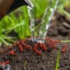 Kokend water wordt over een mierenhoop in een Nederlandse tuin gegoten om het nest te bestrijden.