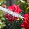 Tuinier spoelt bladluizen van een rode rozenstruik af met een waterstraal in de tuin.