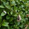 Buxusmot en rupsenweb op een bruin geworden buxusheg in een Nederlandse tuin.