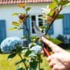 Handen die met een snoeischaar een dode tak van een hortensia knippen in een Nederlandse tuin.