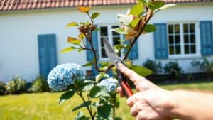Handen die met een snoeischaar een dode tak van een hortensia knippen in een Nederlandse tuin.