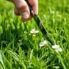 Hand met een onkruidhark die witte klaver uit een groen gazon in een Nederlandse tuin trekt.