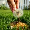 Hand trekt paardenbloem met wortel uit gazon in Nederlandse tuin, organische mest zichtbaar.