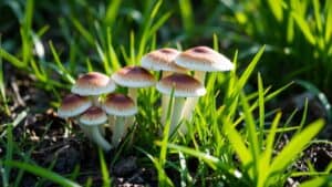 Verse paddenstoelen die uit het groene gras groeien in een Nederlandse tuin na een regenbui.