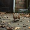 Bruine rat in een Nederlandse tuin met een dichte deur en een val in de achtergrond.