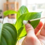 Hand met wattenstaafje verwijdert schildluis van een groen kamerplantblad in een Nederlandse woonkamer.