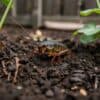 Grote veenmol die in vochtige grond graaft in een Nederlandse moestuin.
