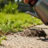 Hand giet kokend water in een mierenhoop in de tuin, met zichtbare mieren en groen gras op de achtergrond.