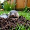 Een mol die boven de grond komt uit een bult aarde in een Nederlandse tuin.